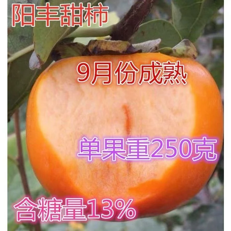 阳丰脆甜柿子树苗南北方种植自然脱涩正宗嫁接品种柿子树苗