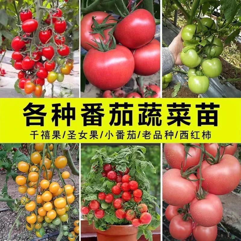 （拍二单送6颗）各种精选番茄苗高产精选【带土发货】
