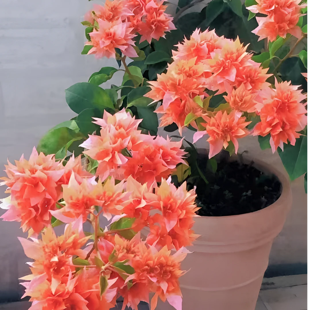 【三角梅-彩花】四季开花勤花落花落叶光杆折枝正常现象无售后