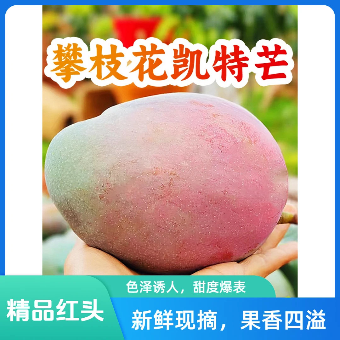 聪聪芒芒精品红头向阳攀枝花凯特芒果新鲜高级水果当季整箱包邮