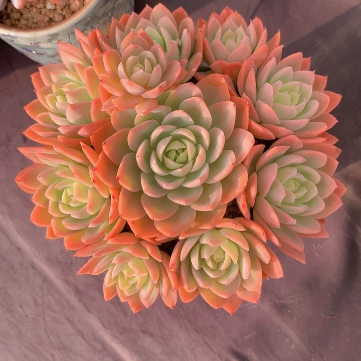 丝绸面纱自然老庄无砍