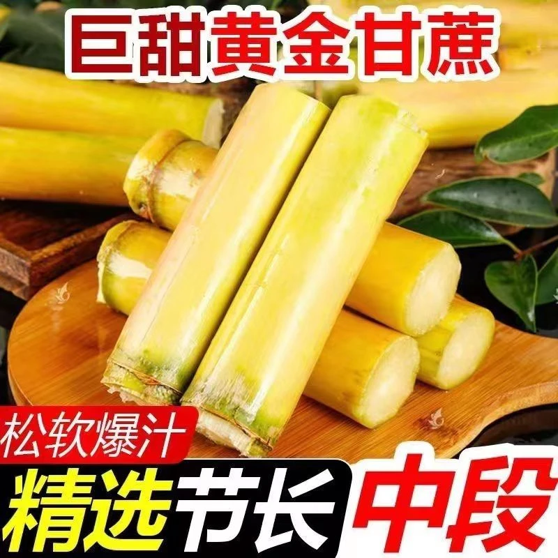 广西黄金甘蔗黄皮甘蔗5/8斤新鲜脆甜多汁批发清甜爽口皮薄