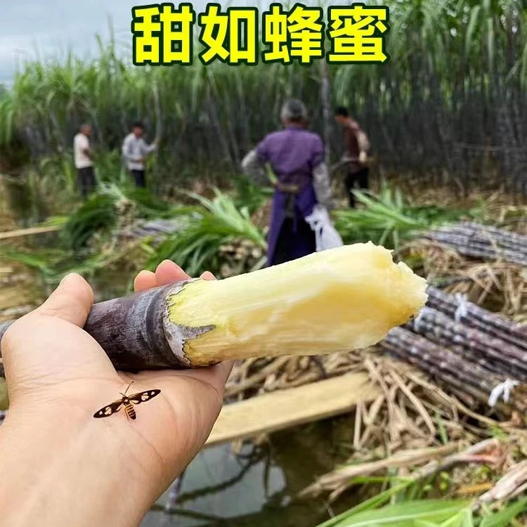 广西黑皮甘蔗精选中段5/9斤脆甜多汁新鲜水果