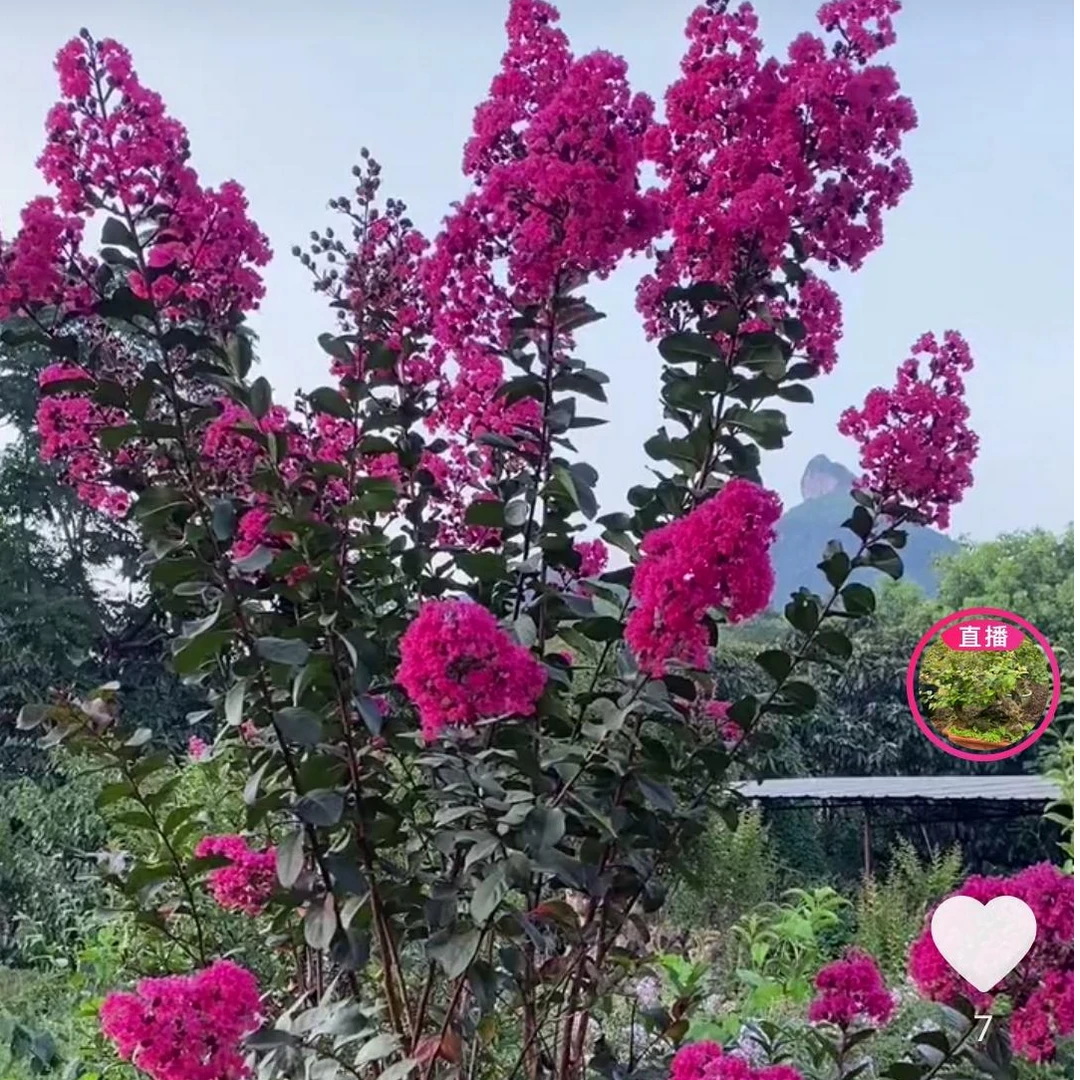 紫薇 三叶红芽赤楠老桩
