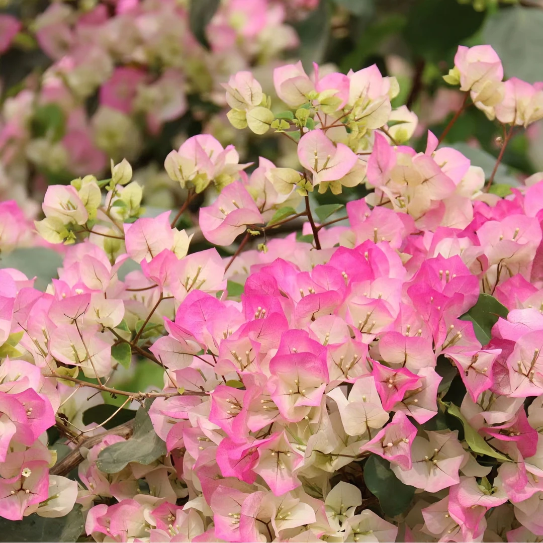 漳州三角梅（陈园长园艺）包对版四季勤花庭院阳台造型修剪赏花