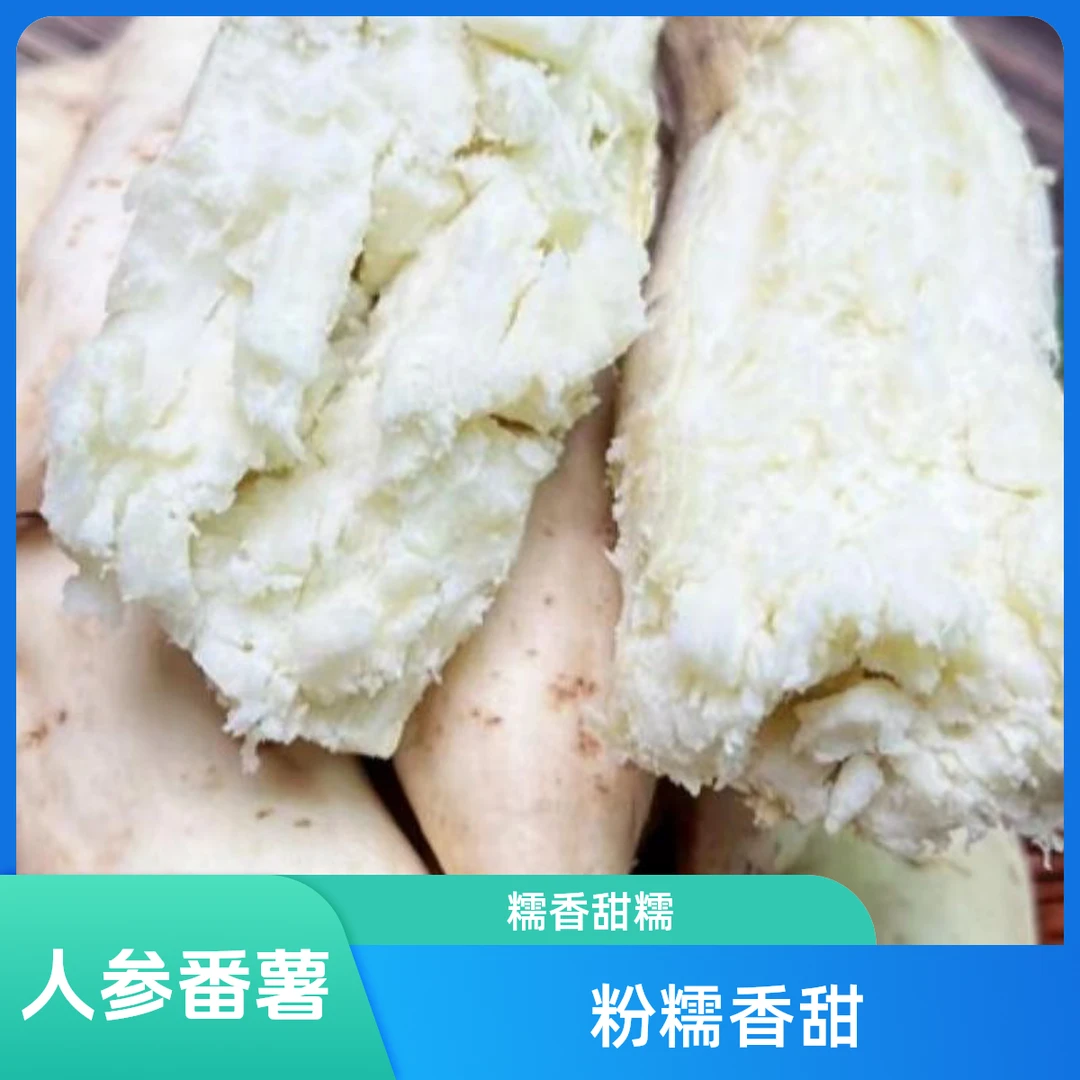 牛奶人参白皮番薯粉糯香甜4.5斤 湛江发货(到南宁中转)