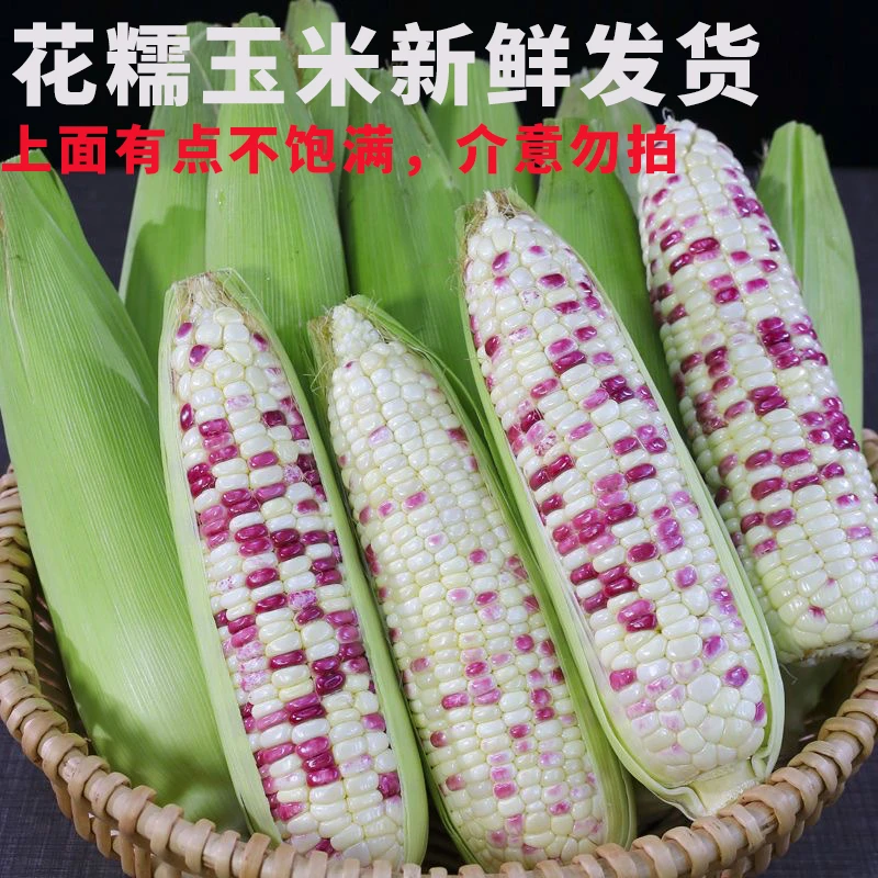 花糯玉米新鲜甜糯广东湛江老品种个头不大介意勿拍4.5-5斤装