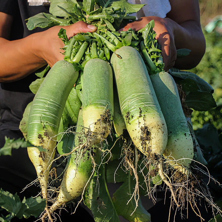 山东潍坊新鲜水果萝卜5斤脆甜鲜辣可口