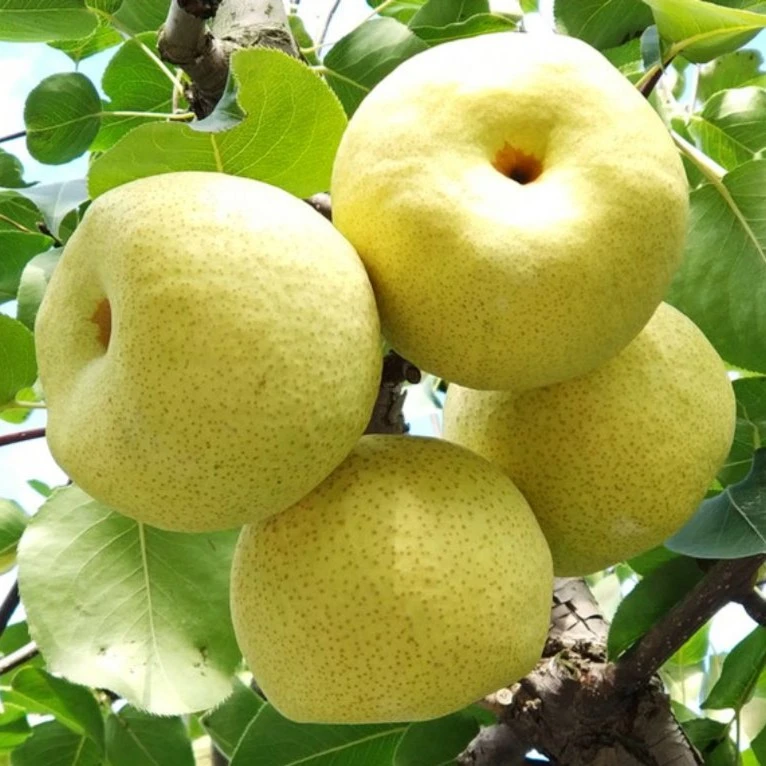 【精品礼盒精选装】砀山酥梨脆甜多汁时令新鲜正宗水果梨单果300g起