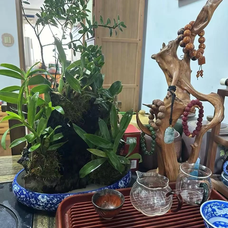 110元-500元寄生附生类植物贝母兰 直播临时链接