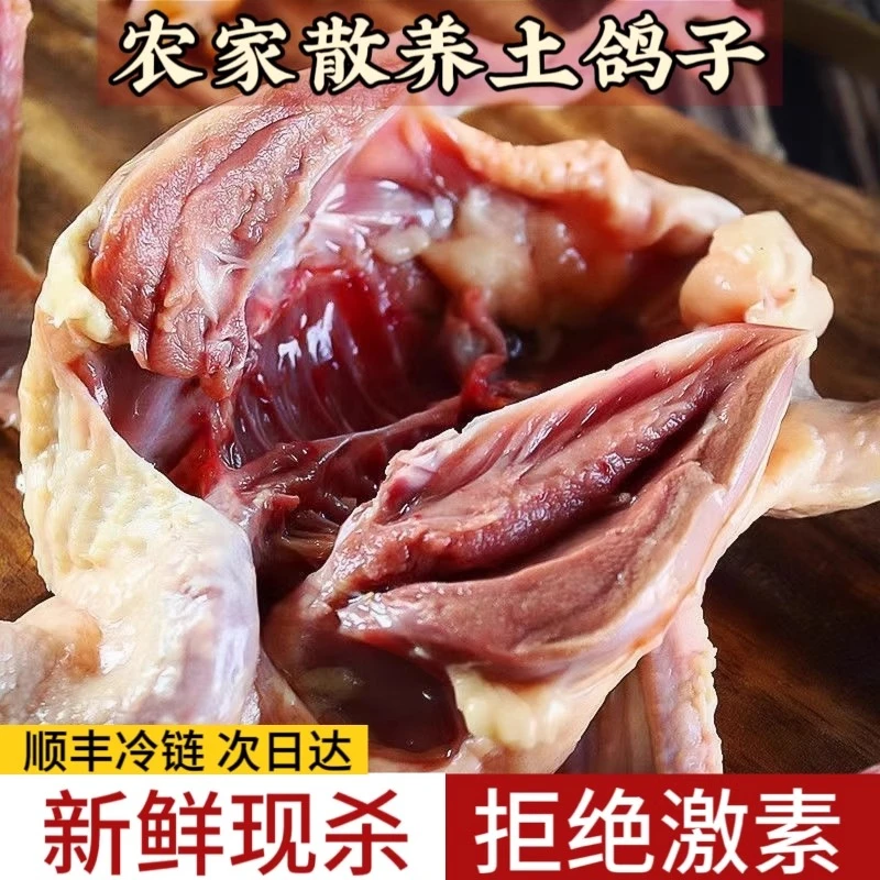农家散养鸽子鸽肉现杀鸽子喂养生鲜鸽子汤乳鸽老鸽子肉冷冻鲜嫩