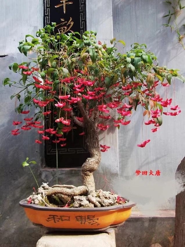 金丝吊蝴蝶 盆景 地栽盆栽 直播间一物一拍