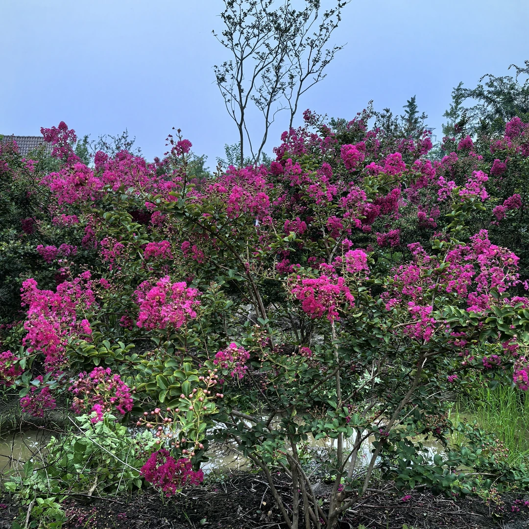 小叶玫红紫薇花庭院花卉玫瑰红紫薇树