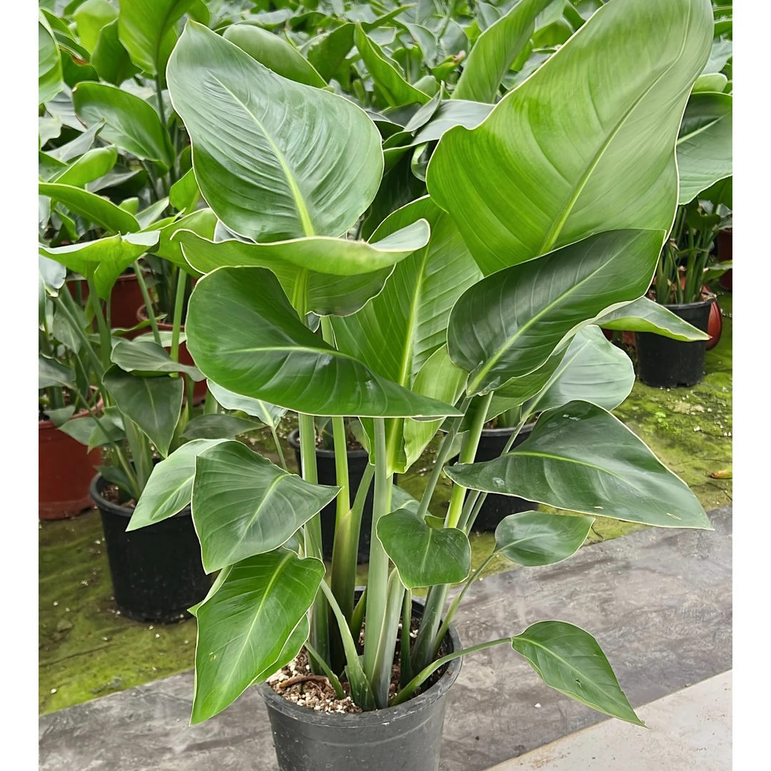 基地直发室内绿植天堂鸟滴水观音