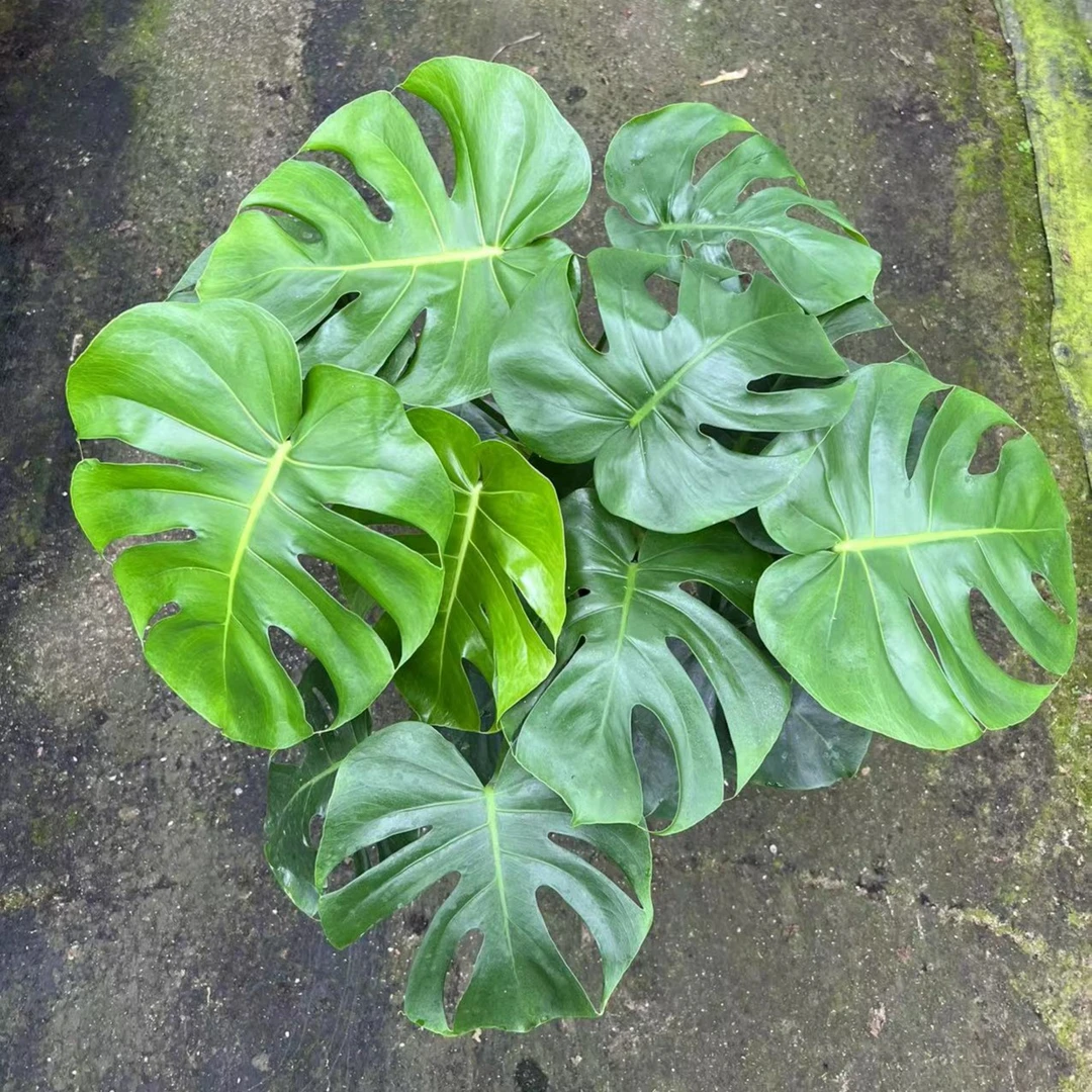 【4棵苗】龟背竹大型种植客厅绿植基地直供