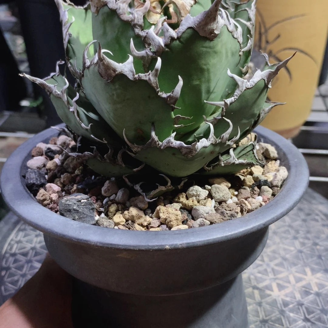 凯撒仁王冠 龙舌兰 裸根发货