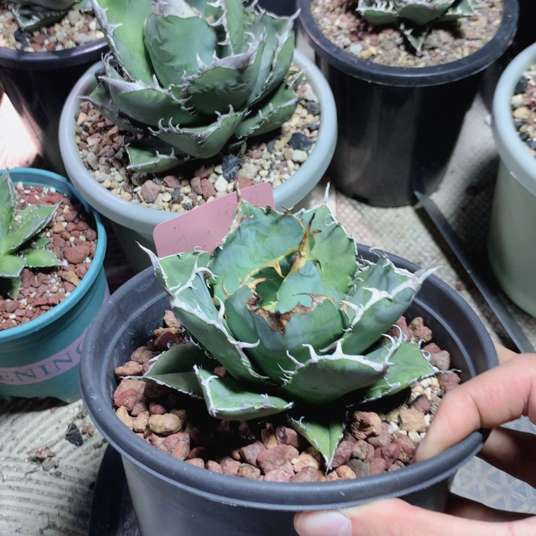 正版白鲸仁王冠龙舌兰 裸根发货