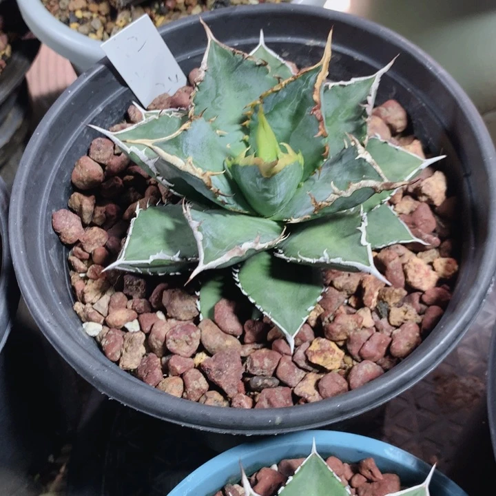 将*海王龙舌兰 裸根发货