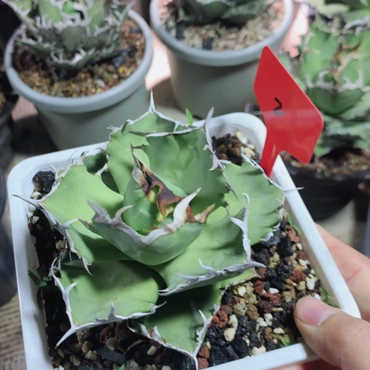 螃蟹龙舌兰 裸根发货