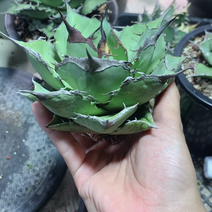 山*人黑豹龙舌兰 裸根发货