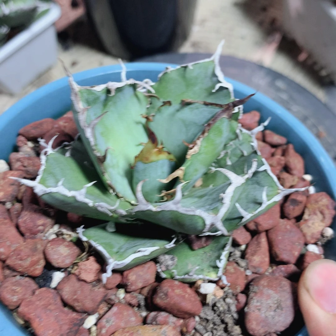 正版白鲸龙舌兰 裸根发货