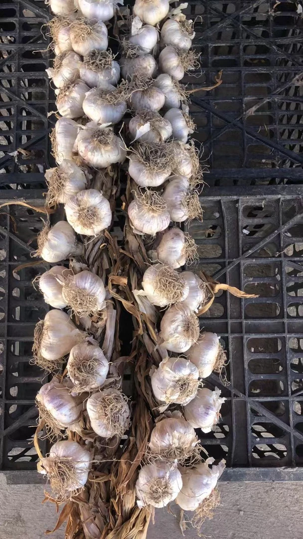 宝坻红皮蒜大头50头69.9元，3.5斤