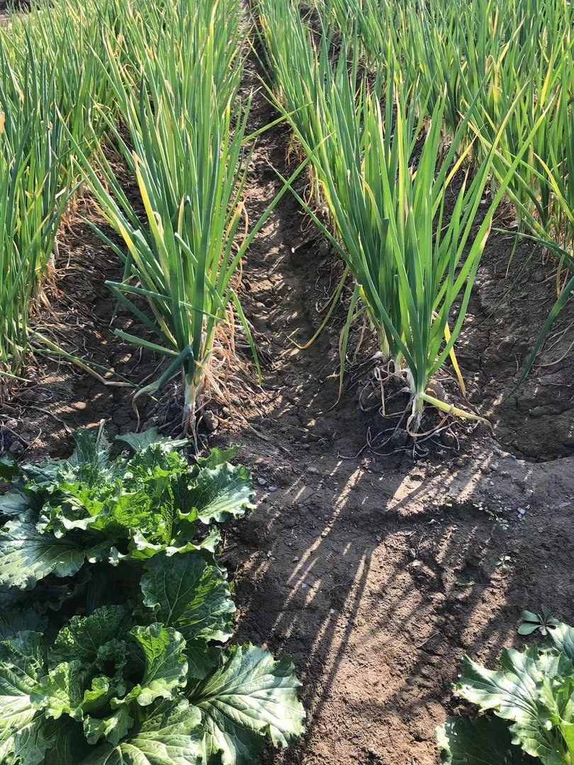 农家肥种植宝坻五叶齐大葱5斤