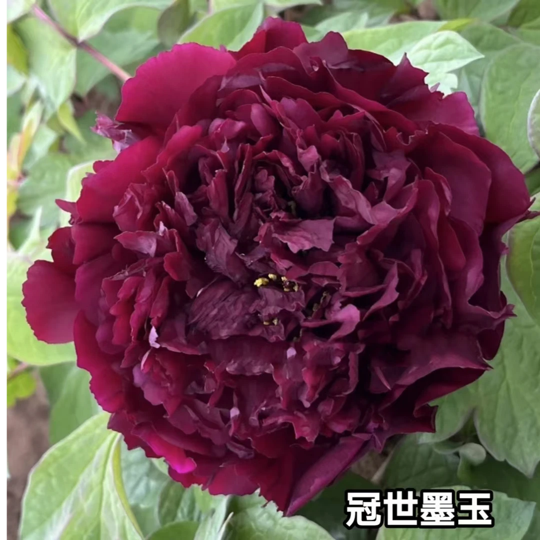 黑色系牡丹【冠世墨玉】洛阳基地直发