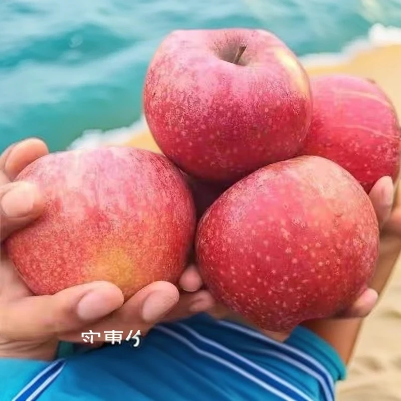 云南昭通正宗冰糖心苹果新鲜应当季水果现摘红富士萍果整箱