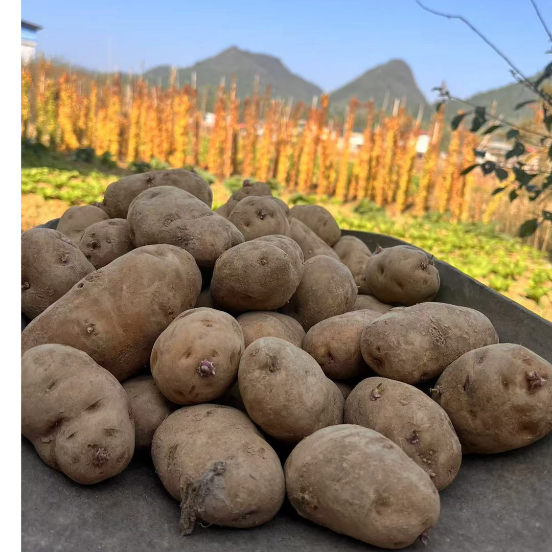 恩施高山土豆恩施马尔科洋芋富硒大土豆小土豆粉土豆面土豆