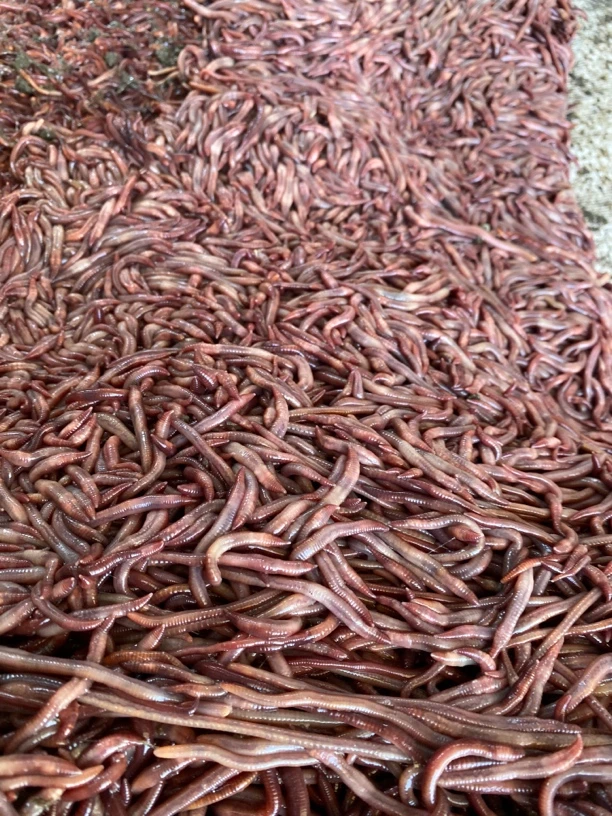 新鲜红蚯蚓活饵野钓现挖现发1斤中通包邮