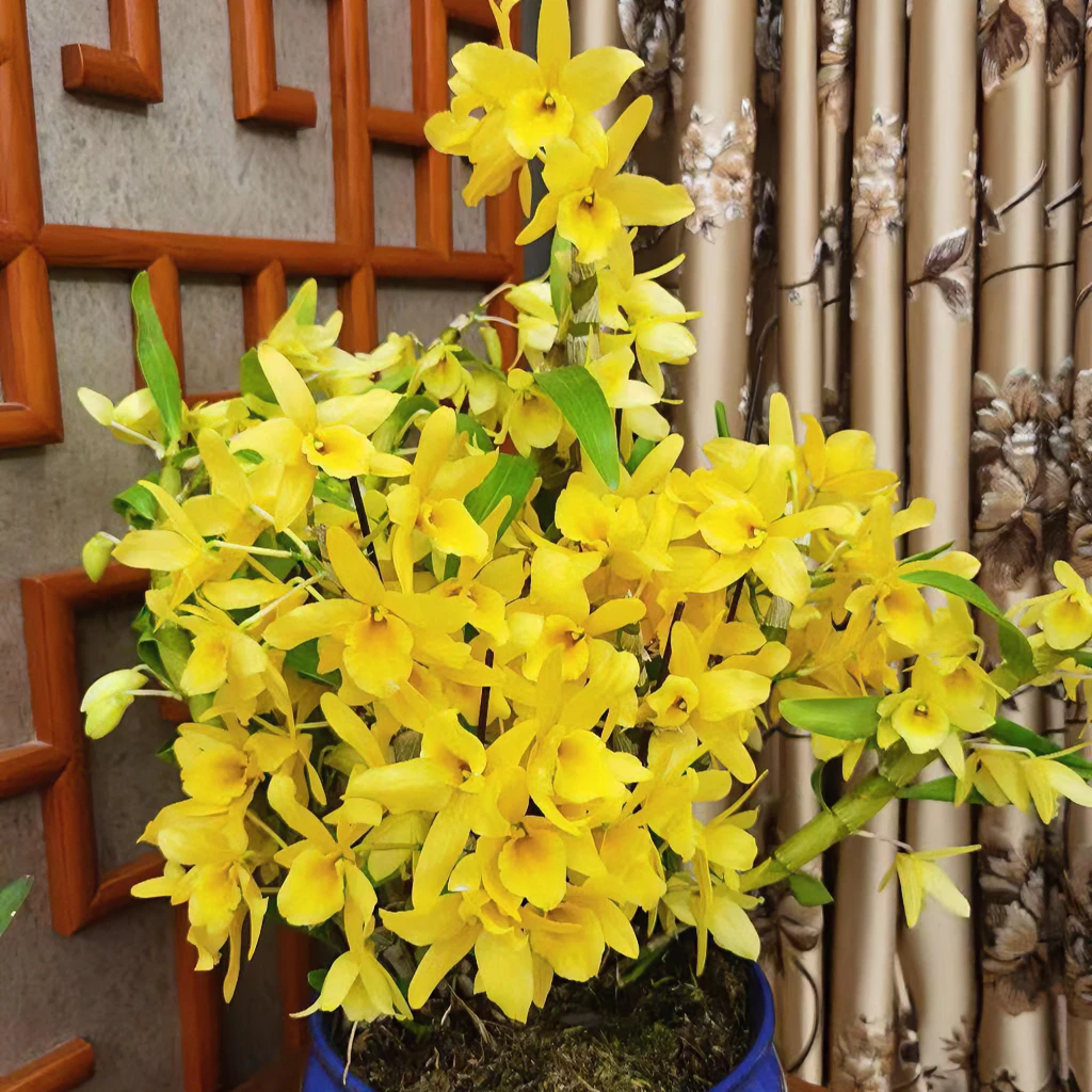春橙春石斛木板种植（1-3月花期，开花香，容易养活）