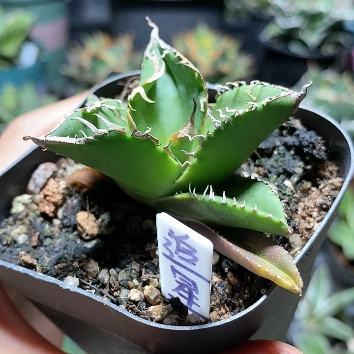 严**责星空多肉龙舌兰