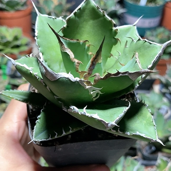 植***店菩提鲨鱼剑龙舌兰多肉