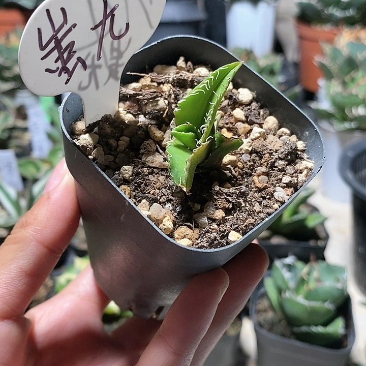 ·****蚩尤龙舌兰