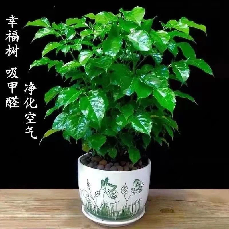 幸福树平安树四季长青室内摆桌客厅水养盆栽客厅绿植大水养盆栽