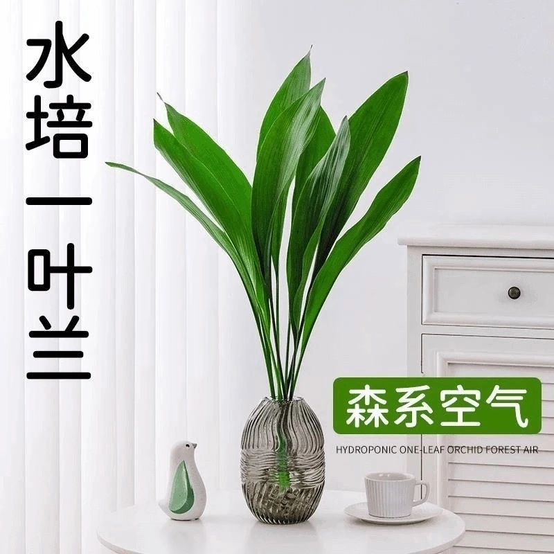 网红一叶兰绿植水培绿植物四季常青适合水培的花懒人客厅摆件室内
