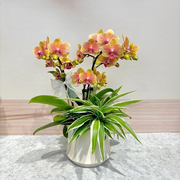 【亲爱的】蝴蝶兰 复古橙色系 欧品3寸杯中花型蜡质花 夏日客厅摆件