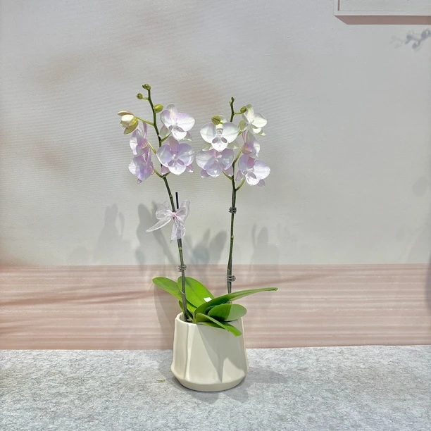 【威尼斯】蝴蝶兰 中大花型 高颜值绝美送人高端礼品鲜花花卉摆件