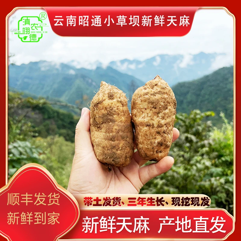 云南昭通小草坝新鲜天麻炖鸡煲汤乌天麻现挖现发天麻炖汤1斤~5斤