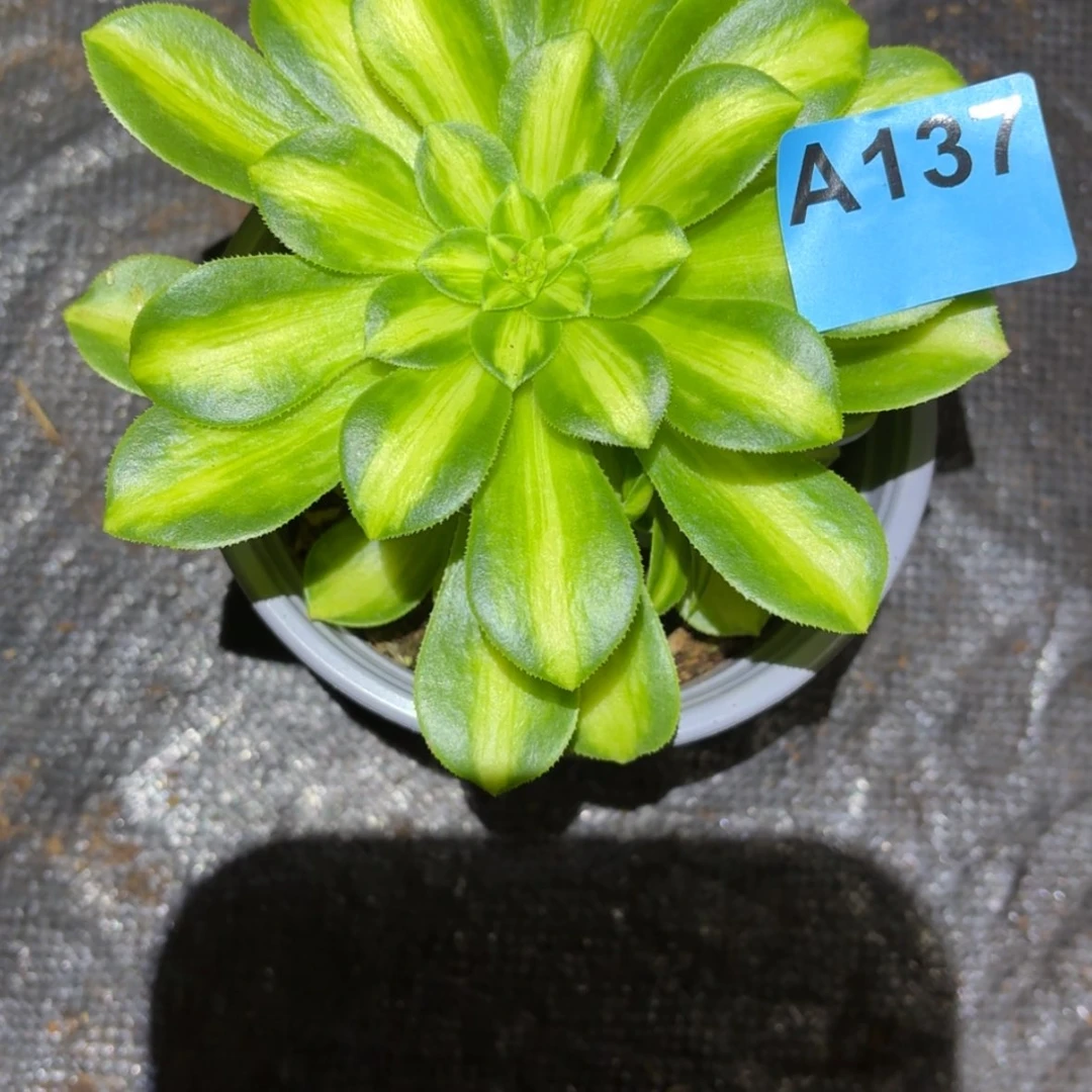 【闪购商品】137号法师多肉