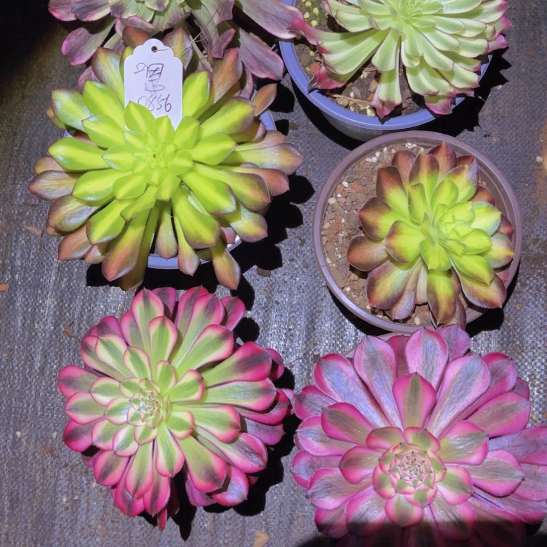 【闪购商品】0856的六科