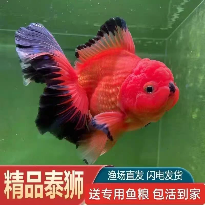 精品将军泰狮包邮专拍