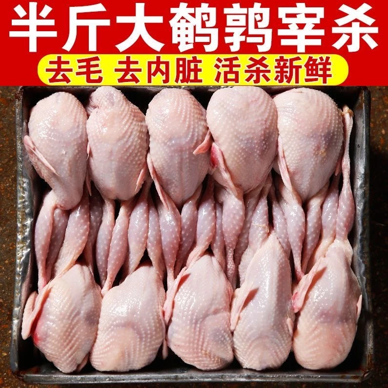 现宰母鹌鹑新鲜鹌鹑肉速冻白条鹌鹑烧烤鹌鹑鸟现杀乳鸽批发