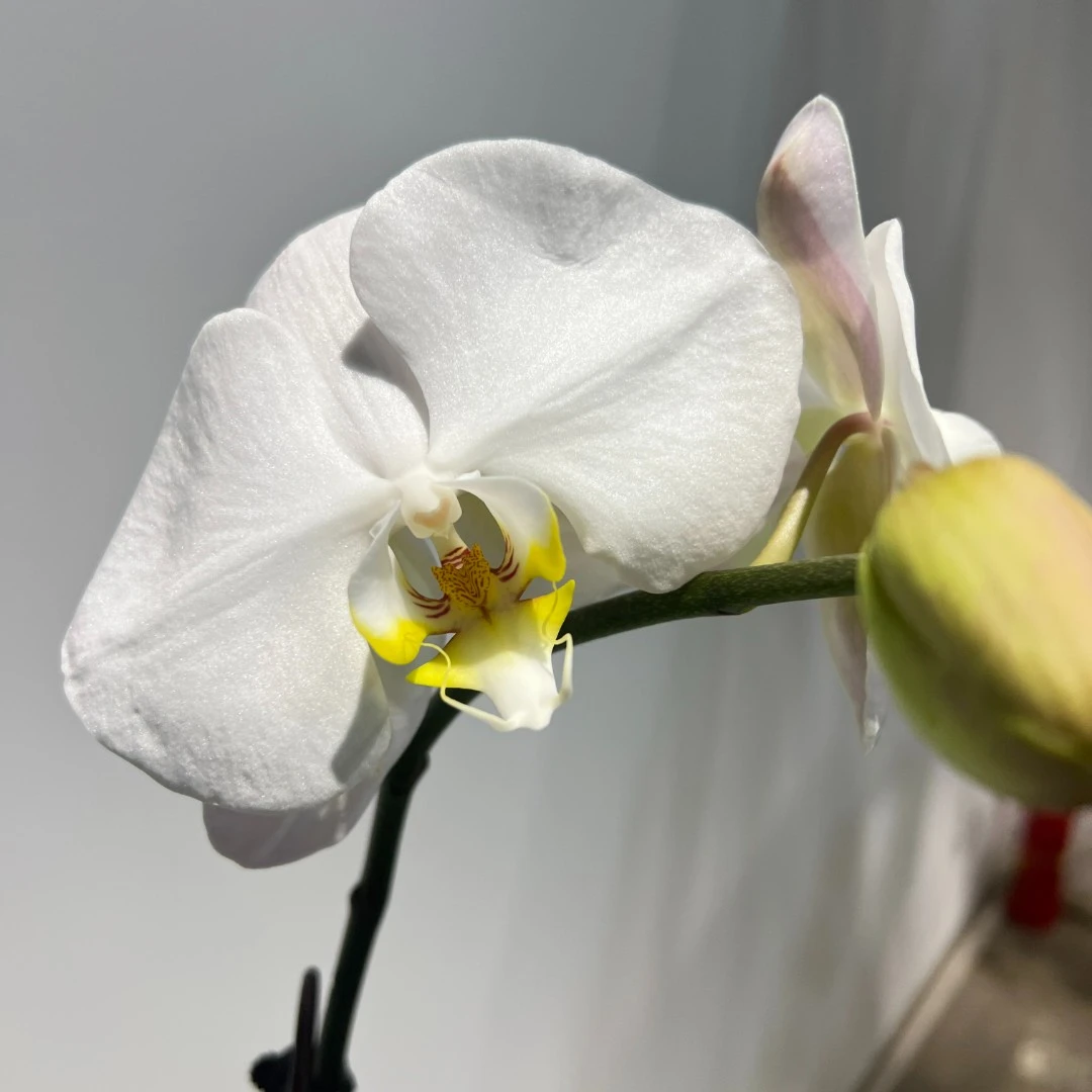 3.5寸单株 A级8朵花《大白V3》蝴蝶兰 绿植花卉《拍一发二》