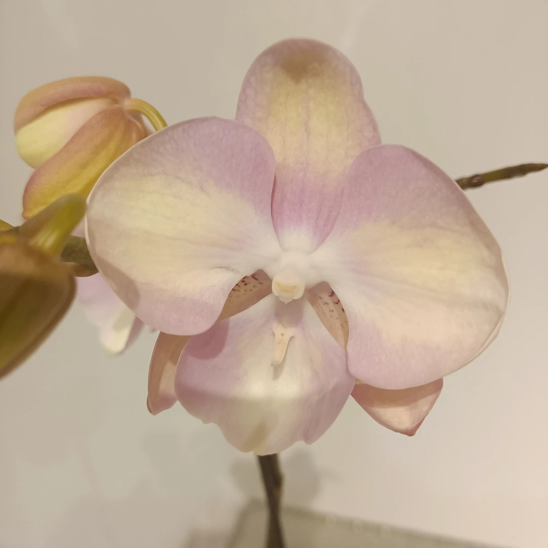 3寸单花剑蝴蝶兰 《威尼斯》蝴蝶兰 绿植花卉