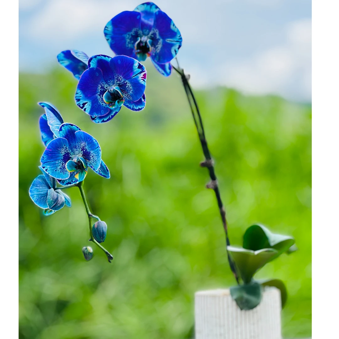 Acme·Colour 《独立》活体吸色蝴蝶兰 3.5寸单株开花