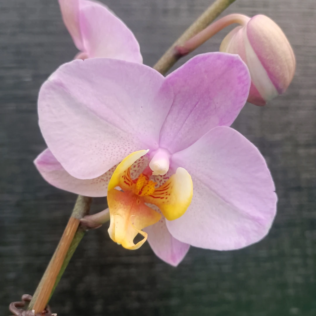 3.5寸双花剑蝴蝶兰 《博蒙特》蝴蝶兰 绿植花卉拍一发二