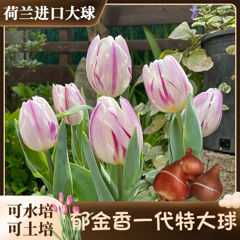 【水培郁金香 盆+石子】荷兰进口特大种球套装阳台地栽盆栽范衣克