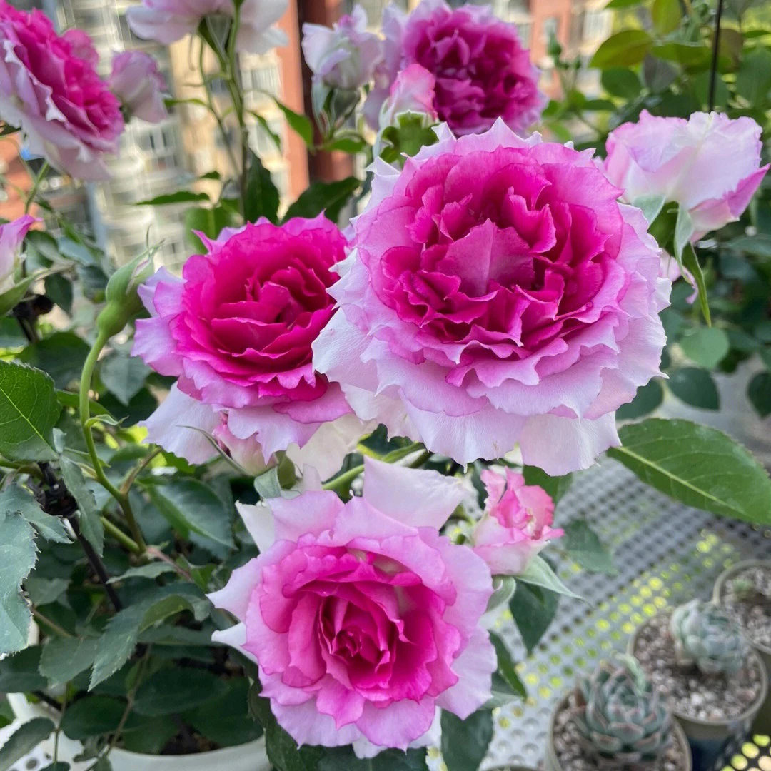 【灌木月季】玫瑰花苗植物花卉新手必拍四季开花阳台花墙地栽盆栽